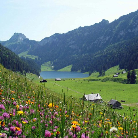 Bild 2 Chüeboden Sämtisersee mit Blick auf Alp Soll  Foto Paul Broger  2016. Vergrösserte Ansicht