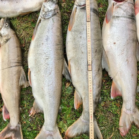 Bild 1: Die gefangenen Kanadischen Seeforellen wiesen eine Grösse von bis zu 74cm auf. Alle Tiere waren sehr wohl genährt und in bester Verfassung.. Vergrösserte Ansicht