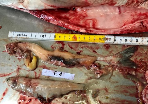 Bild 2: Der Mageninhalt einer Kanadischen Seeforelle. Zwei gefressene Seesaiblinge in der Grösse von 26.5cm und 20cm