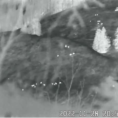 Bild 2: Rotwildrudel auf Futtersuche. Mit Waermebildtechnik vom Gegenhang beobachtet.jpg
