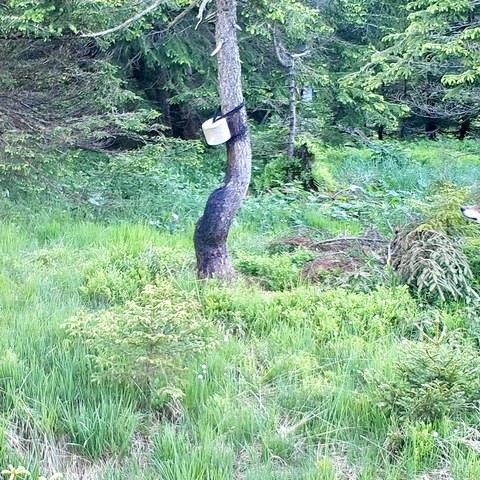 Bild 1: Wolf an einer Salzlecke im Gebiet Dachegg, Nesslau. Vermutlich das Tier, welches sich zurzeit im Grenzgebiet AI/AR aufhält. Foto mittels Fotofalle: Urban Gämperle. Vergrösserte Ansicht