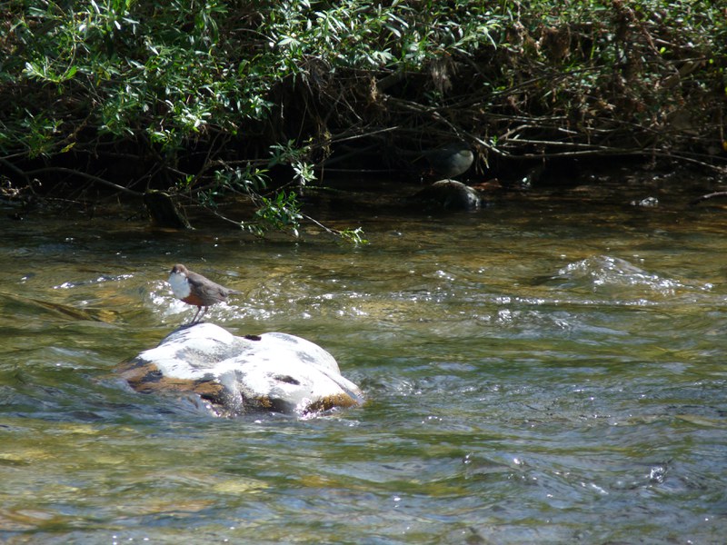 Eine Wasseramsel an der Sitter. Bild: Simona Iadarola