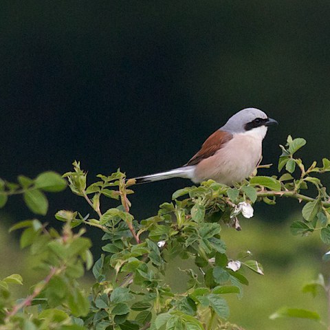 Bild 3   Neuntötermännchen auf einem Dornenbusch (Foto H. Aeschlimann). Vergrösserte Ansicht