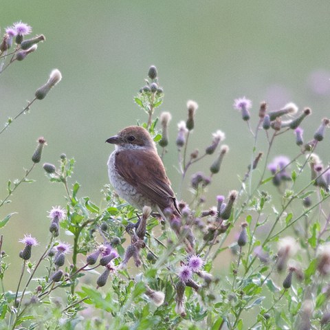 Bild 4   Neuntöterweibchen (Foto H. Aeschlimann). Vergrösserte Ansicht