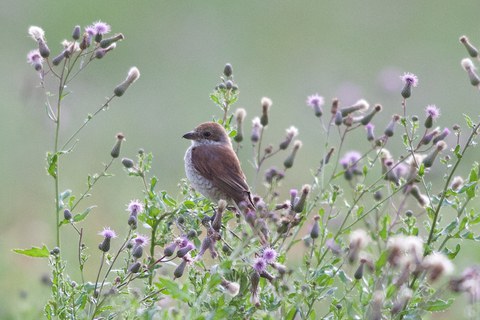 Bild 4   Neuntöterweibchen (Foto H. Aeschlimann)