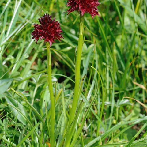 Schwarzes Männertreu, Foto von Walter Messmer. Vergrösserte Ansicht