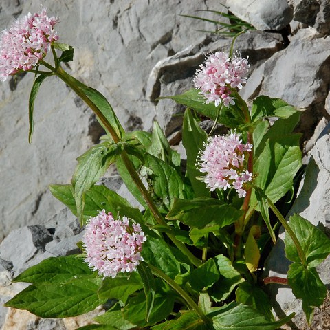Berg-Baldrian, Foto von Walter Messmer. Vergrösserte Ansicht