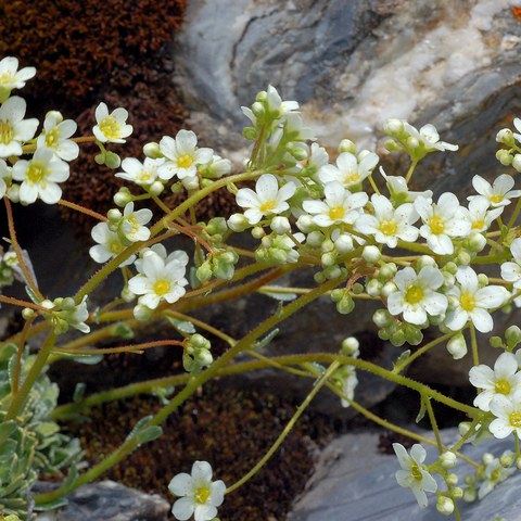 Trauben-Steinbrech, Foto von Walter Messmer. Vergrösserte Ansicht