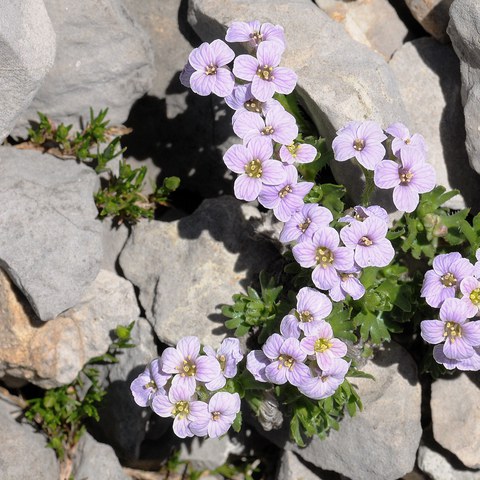 Steinschmückel, Foto von Walter Messmer. Vergrösserte Ansicht