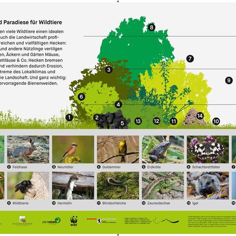 Mit einer Infotafel bei jeder teilnehmenden Hecke wird die Bevölkerung über die Vielfalt in einer Hecke informiert. Vergrösserte Ansicht