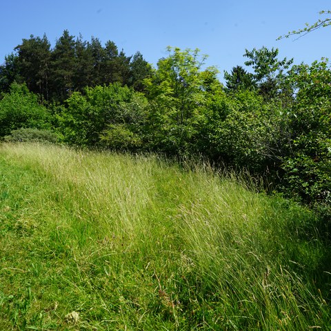 Bild 2: Die schönste Hecke Innerrhodens, gepflegt von Judith und Rolf Bischofberger.. Vergrösserte Ansicht