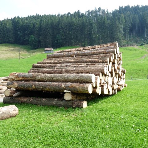 Hier wurde ein grosses Käfernest rechtzeitig erkannt, aufgerüstet und aus dem Wald geführt. Bild: Martin Attenberger. Vergrösserte Ansicht