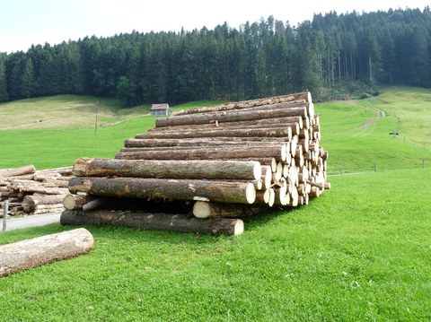 Hier wurde ein grosses Käfernest rechtzeitig erkannt, aufgerüstet und aus dem Wald geführt. Bild: Martin Attenberger