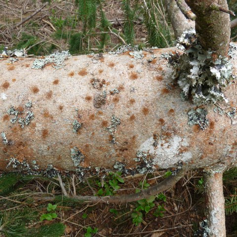 Frischer Befall durch den Kufperstecher (Pityogenes chalcographus) an dünnem liegendem Sturmholz. (Bild: Oberforstamt). Vergrösserte Ansicht