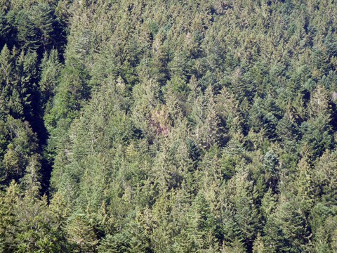 Die bereits vom Gegenhang aus auffallende Verfärbung einiger Bäume in der Bildmitte lässt die Entstehung eines Käfernestes vermuten. Hier ist eine Betrachtung aus der Nähe angezeigt. Foto: Martin Attenberger