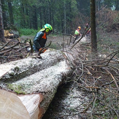 Auch beim Entasten der Käferbäume ist Teamarbeit gefordert. Bild: Thomas Gelbhaar. Vergrösserte Ansicht