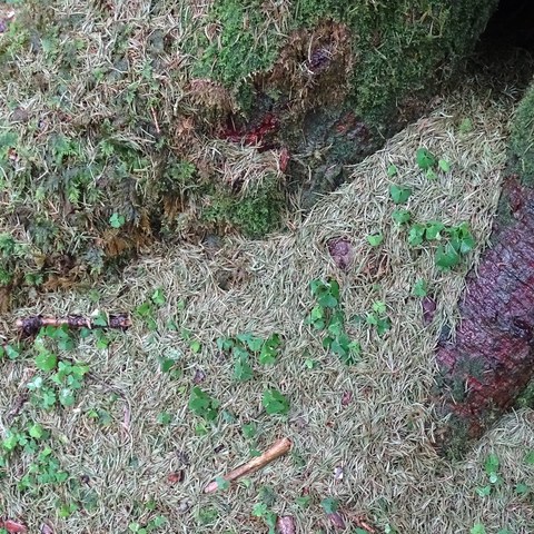 Der Waldboden am Stammfuss der Käferbäume ist mit grünen Nadeln übersät. Das ist typisch für fortgeschrittenen Käferbefall. Bild: Thomas Gelbhaar. Vergrösserte Ansicht