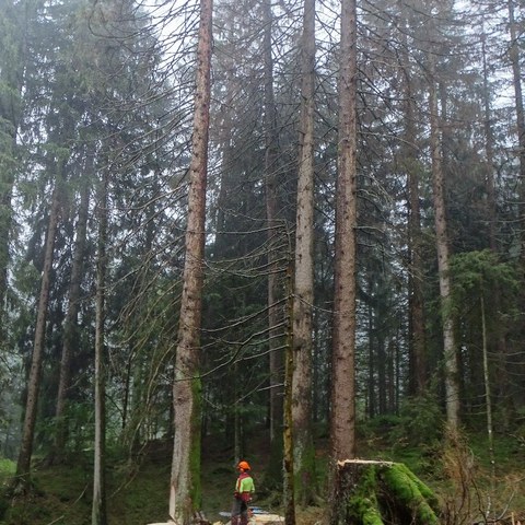 Hier im oberen Herzwald ist ein grosses Käfernest bereits zur Hälfte gefällt worden. Bild: Thomas Gelbhaar. Vergrösserte Ansicht