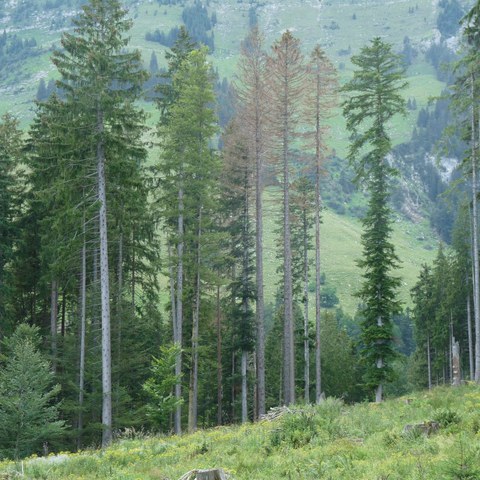 Fortgeschrittene Käfernester in der Nähe von Strassen werden in der Regel rechtzeitig im Rahmen von Kontrollgängen entdeckt. Foto: Martin Attenberger, Forstingenieur. Vergrösserte Ansicht