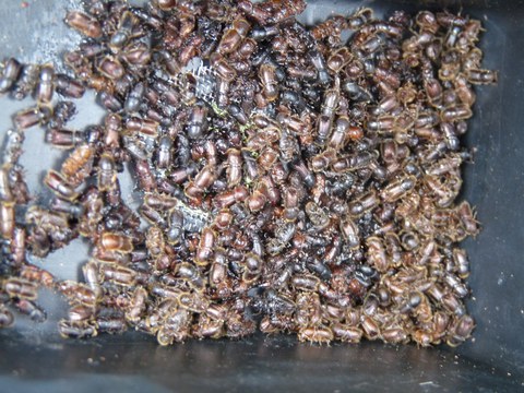 Der hohe Anteil an hellbraunen Käfern ist ein untrügliches Zeichen dafür, dass die erste komplett in diesem Jahr herangewachsene Käfergeneration ausgeflogen ist und sich neue Brutbäume sucht. Foto: Martin Attenberger