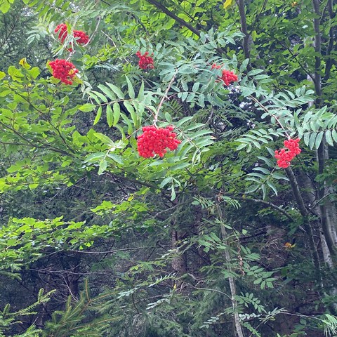 Die auffallend roten Früchte eines Vorgelbeerbaums im Chräzerenwald aus der Nähe. (Foto: Mara Popp, LFD). Vergrösserte Ansicht