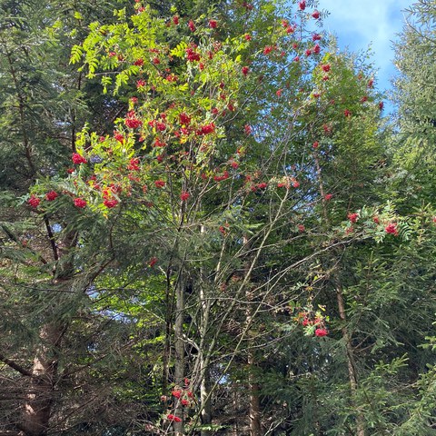Da der Vogelbeerbaum sehr lichtbedürftig ist, kommt er vor allem an Waldrändern, hier im Chräzerenwald, vor. (Foto: Mara Popp, LFD). Vergrösserte Ansicht