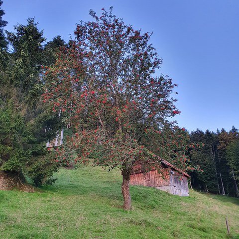 Ein etwas selteneres Bild: grosse freistehende Vogelbeere bei der Ochsenegg (Foto: Alexandra Köfer, LFD). Vergrösserte Ansicht