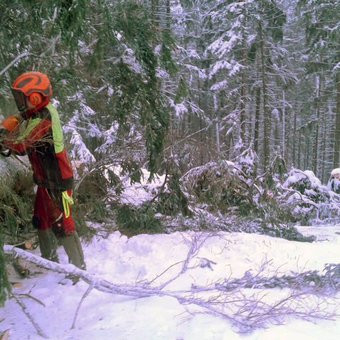 Bild 2 Sturmholzerei auf der «Chuterenegg» in Gonten. Vergrösserte Ansicht