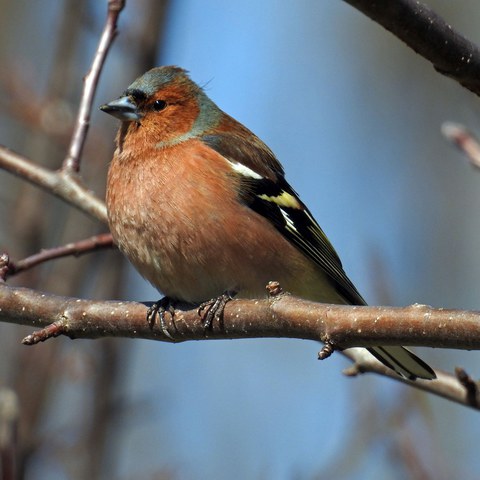 Buchfink (Fringilla coelebs). Vergrösserte Ansicht