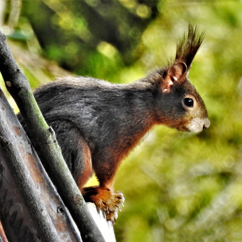 Eichhörnchen (Sciurus vulgaris). Vergrösserte Ansicht