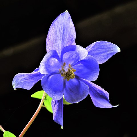 Gemeine Akelei (Aquilegia vulgaris). Vergrösserte Ansicht