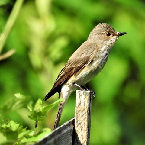 Grauschnäpper (Muscicapa striata). Vergrösserte Ansicht