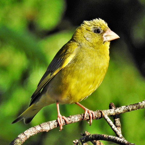 Grünfink (Carduelis chloris). Vergrösserte Ansicht