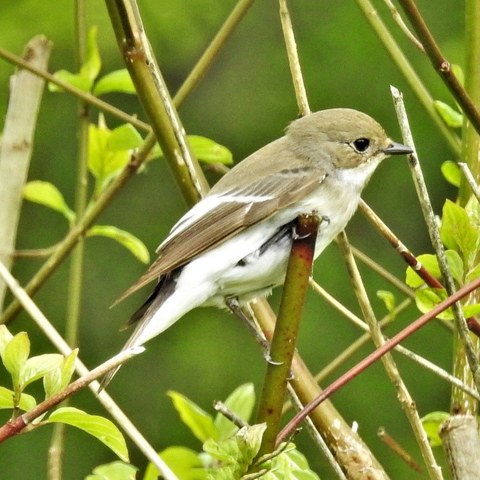 Trauerschnäpper (Ficedula hypoleuca). Vergrösserte Ansicht