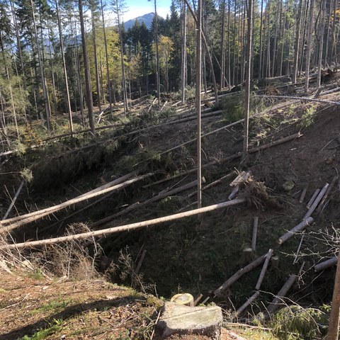 Bild 1: Im Steintobelwald der Stiftung Ried überspannen von «Vaia» gebrochene oder geworfene Fichten den ganzen Graben. Hier besteht die Gefahr von Verklausungen im Tobel, wenn das Holz nicht entfernt wird.. Vergrösserte Ansicht