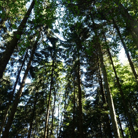 Kauwald. Vergrösserte Ansicht