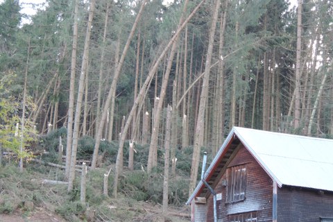 Bild 1: «Vaia» hat in diesem Waldrand auf der «Lemerenwees», Gontenbad, zahlreiche Fichten geradezu abgerupft.